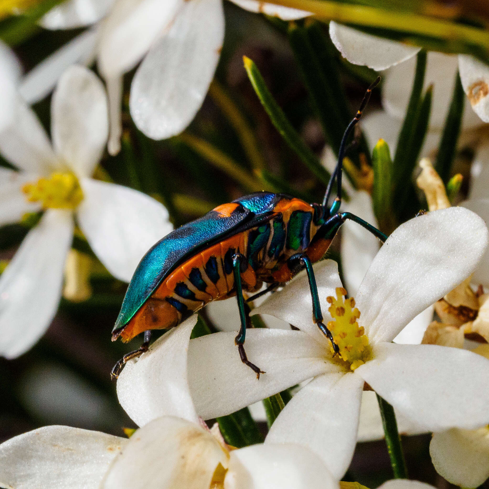 Image of <i>Scutiphora pedicellata</i>