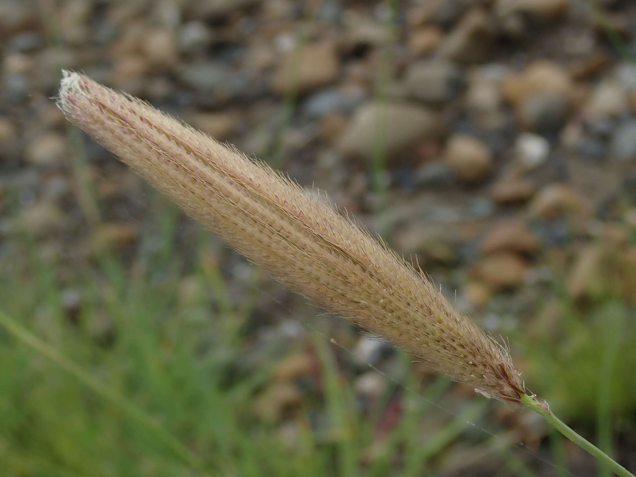 Image of Chloris formosana (Honda) Keng