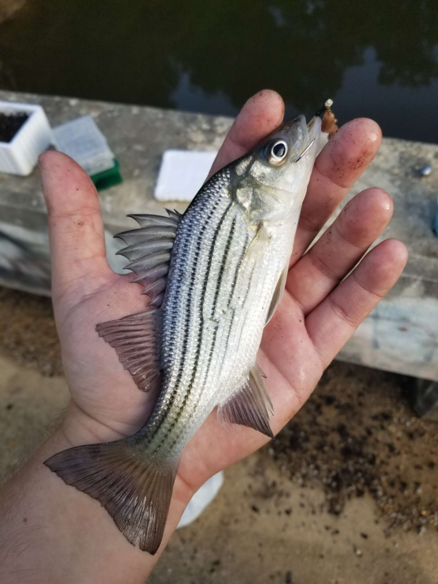 Image of Barfish