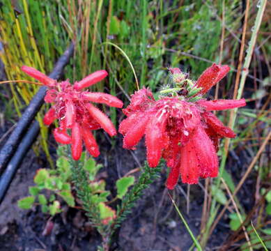 صورة <i>Erica <i>cerinthoides</i></i> subsp. cerinthoides