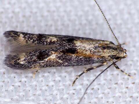 Image of Apple pith moth