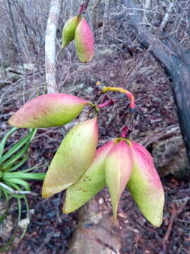 Image of Hildegardia erythrosiphon (Baill.) Kosterm.