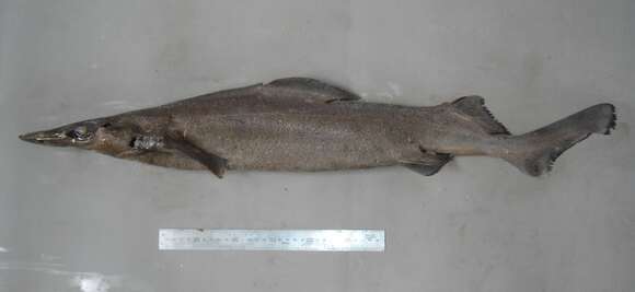 Image of Birdbeak Dogfish