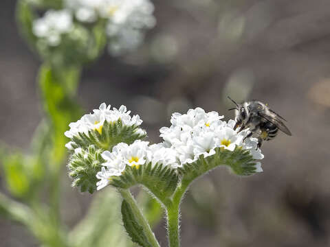 Plancia ëd Anthophora orotavae (Saunders 1904)