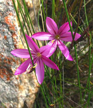 Image of Geissorhiza elsiae Goldblatt