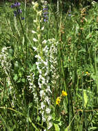 Image of Sierra bog orchid