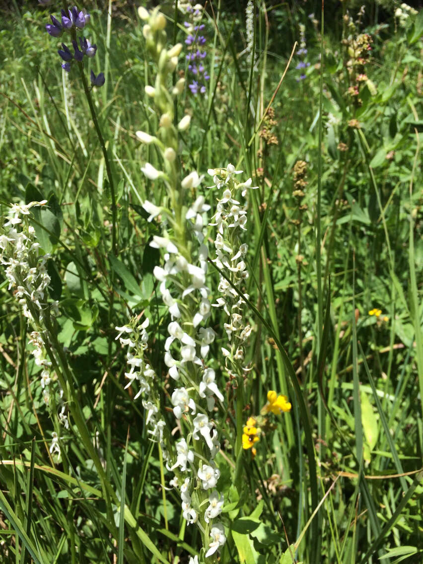 Image of Sierra bog orchid