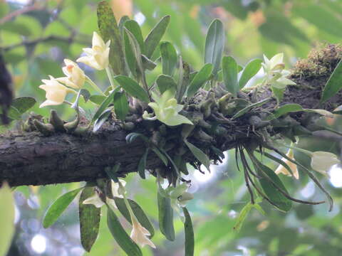 Image de Bulbophyllum pectinatum Finet