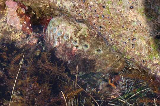 Image of pink abalone