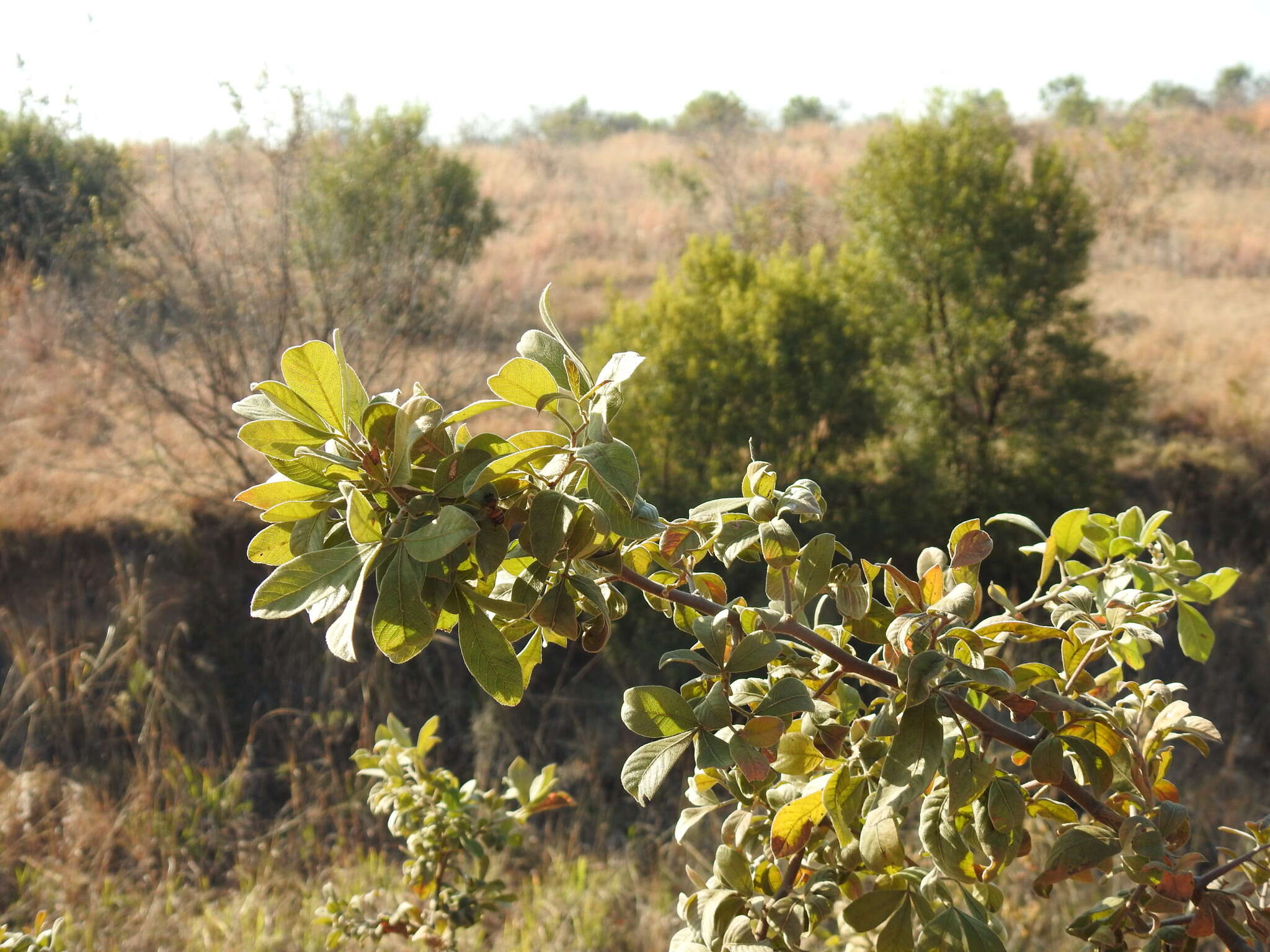 Image of <i>Searsia <i>pyroides</i></i> var. pyroides