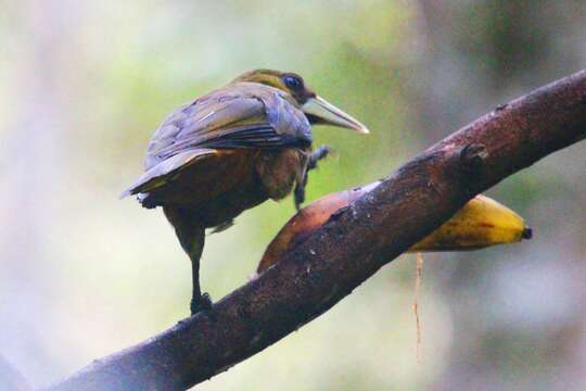 Image of Dusky-green Oropendola