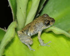 Image of Pristimantis brevicrus (Andersson 1945)