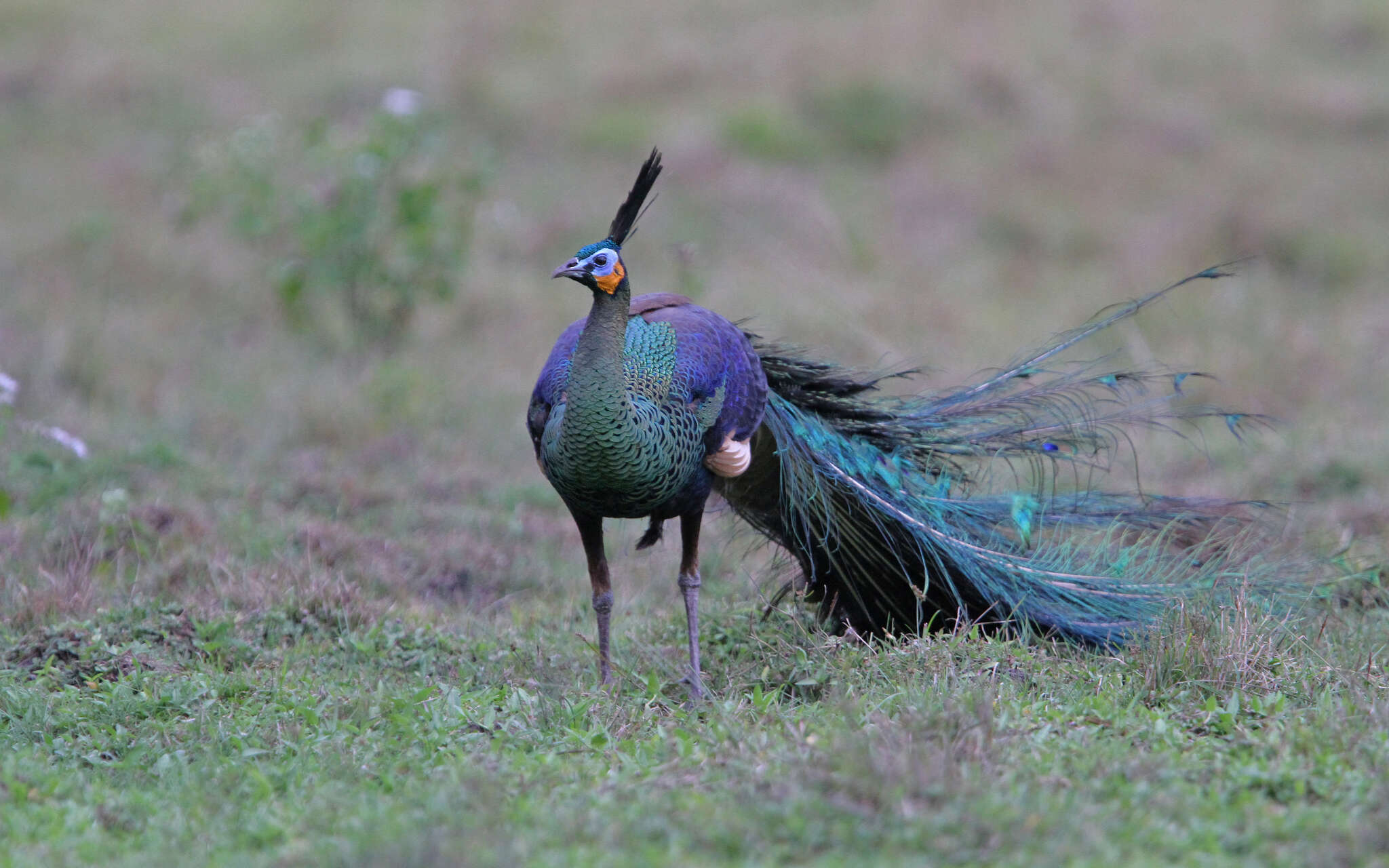 صورة Pavo muticus muticus Linnaeus 1766