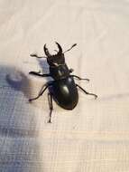 Image of <i>Lucanus cervus turcicus</i>