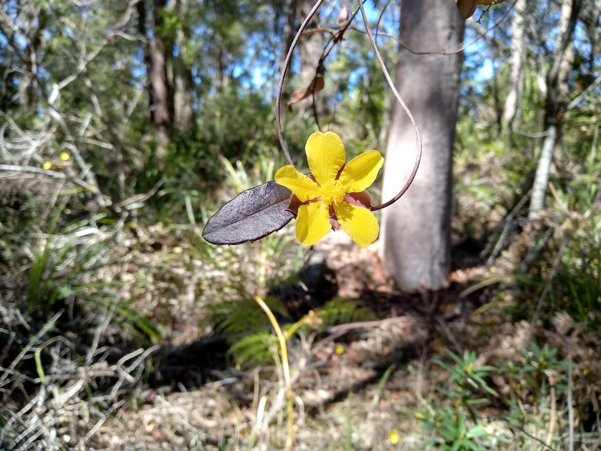 Hibbertia dentata R. Br. resmi