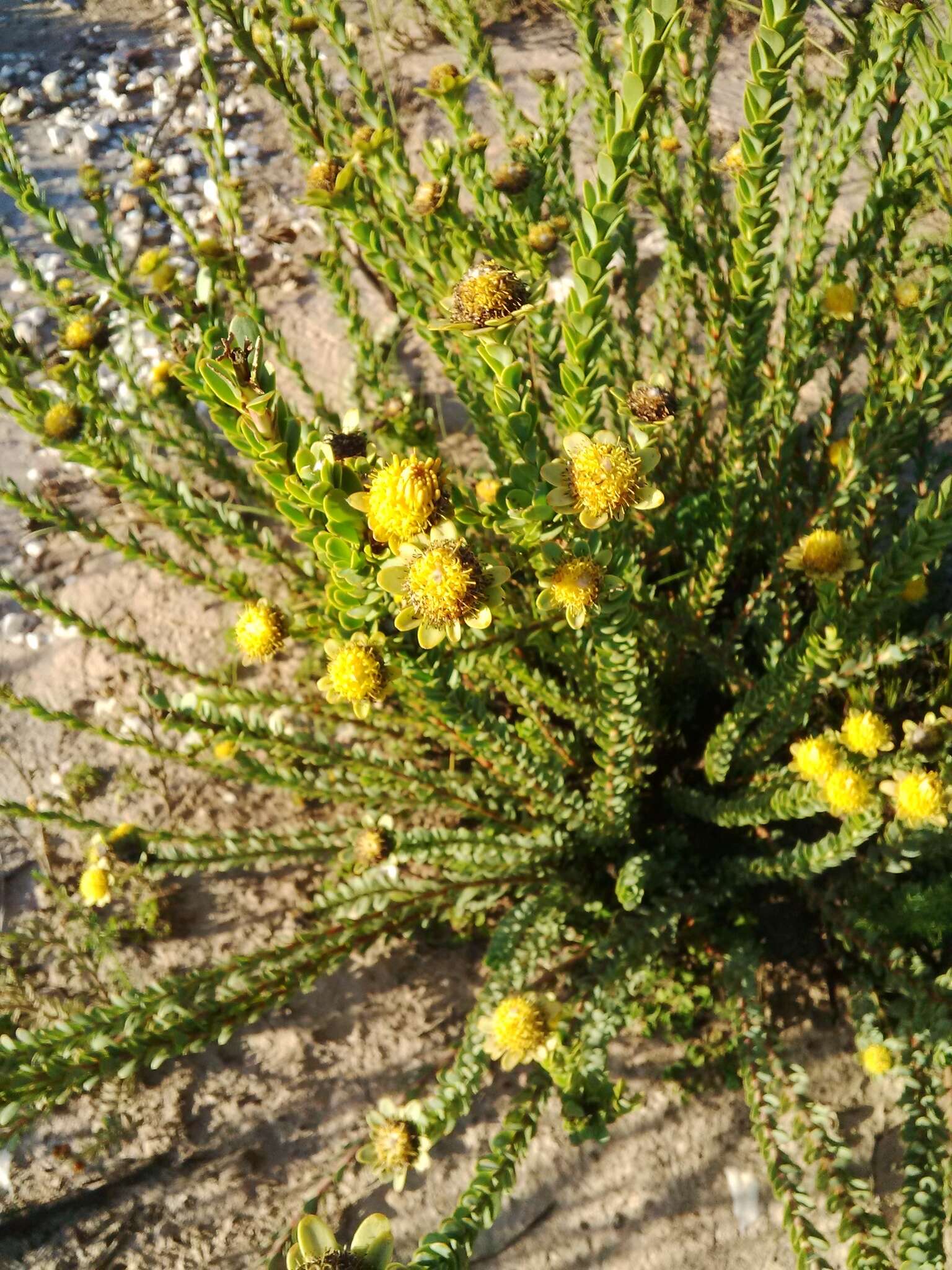 Plancia ëd Leucadendron coriaceum Philipps & Hutchinson