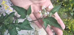 Solanum aloysiifolium Dun.的圖片