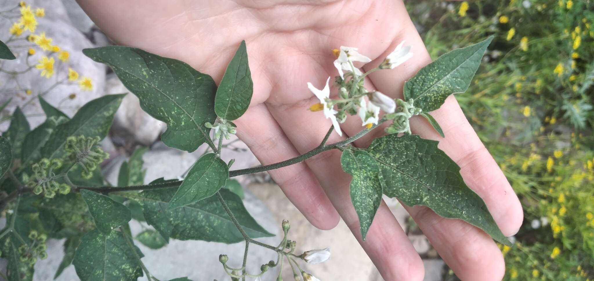 Image of Solanum aloysiifolium Dun.