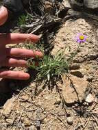 Слика од Erigeron clokeyi var. pinzliae G. L. Nesom