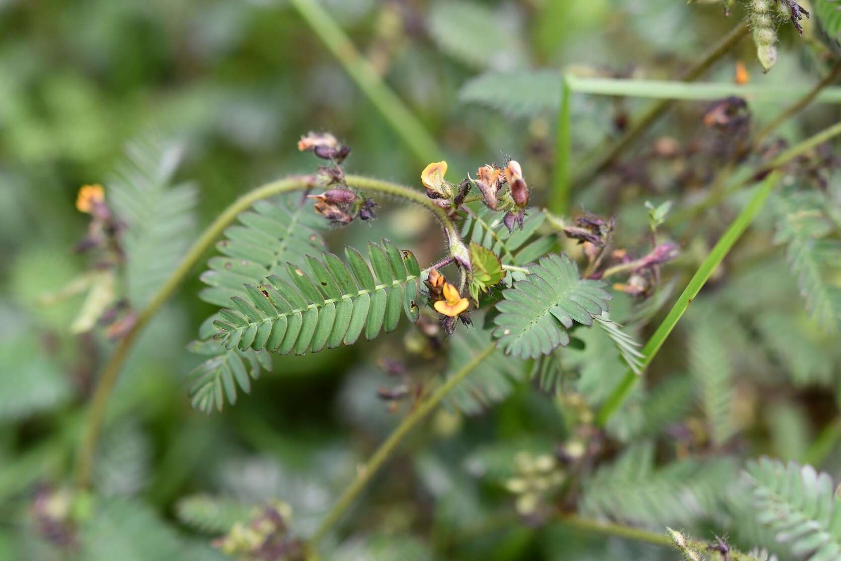 Aeschynomene villosa Poir. resmi