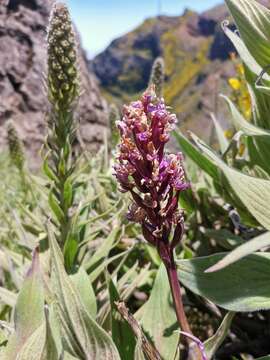 Image de Orchis mascula subsp. scopulorum (Summerh.) H. Sund. ex H. Kretzschmar, Eccarius & H. Dietr.