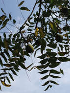 Image of black walnut