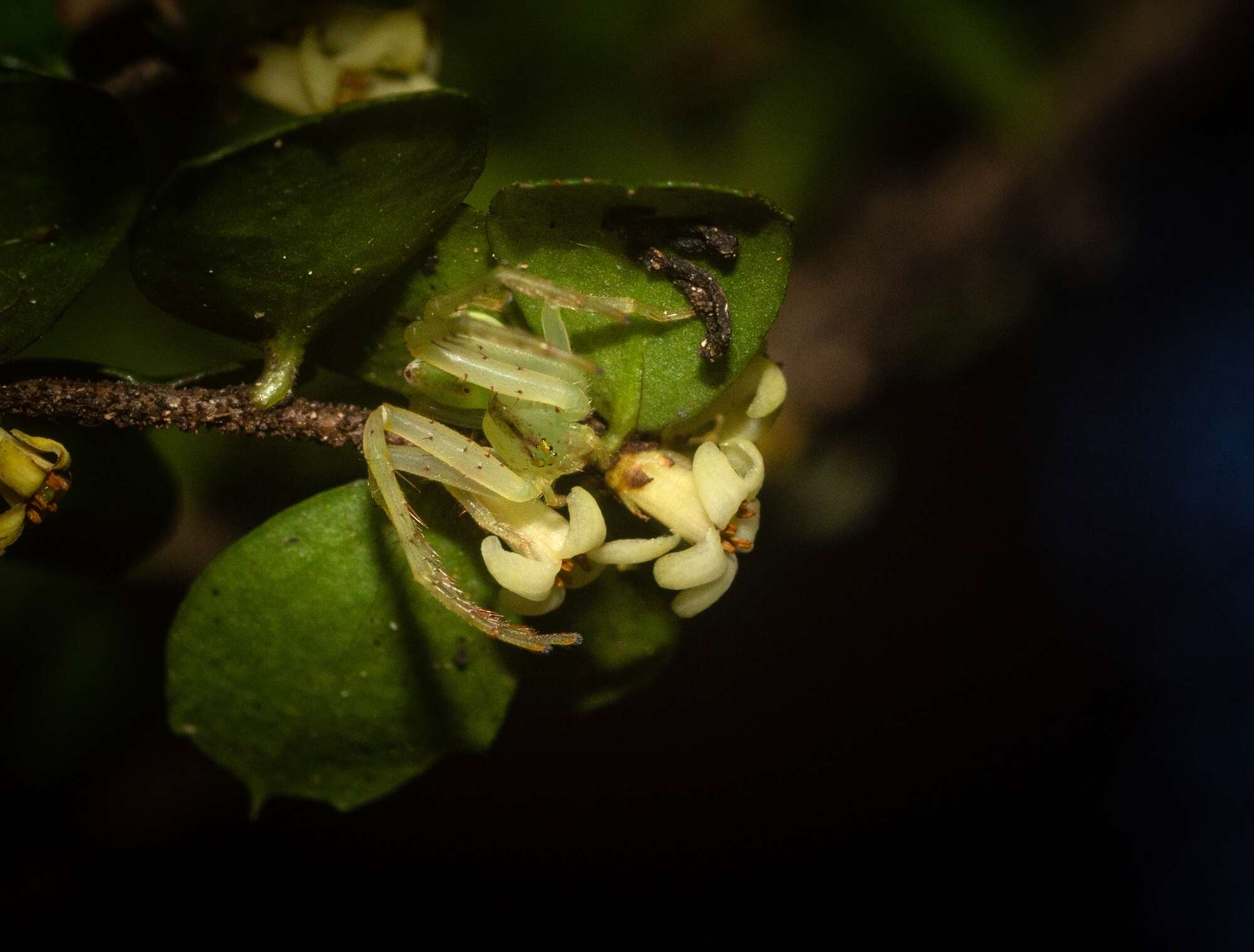 Sivun Sidymella rubrosignata (L. Koch 1874) kuva