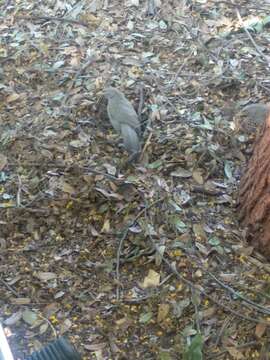 Image of Jungle Babbler