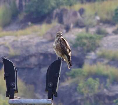 Image of Buteo buteo vulpinus (Gloger 1833)