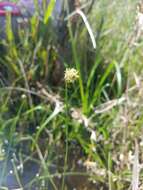 Image of Southern Umbrella Sedge