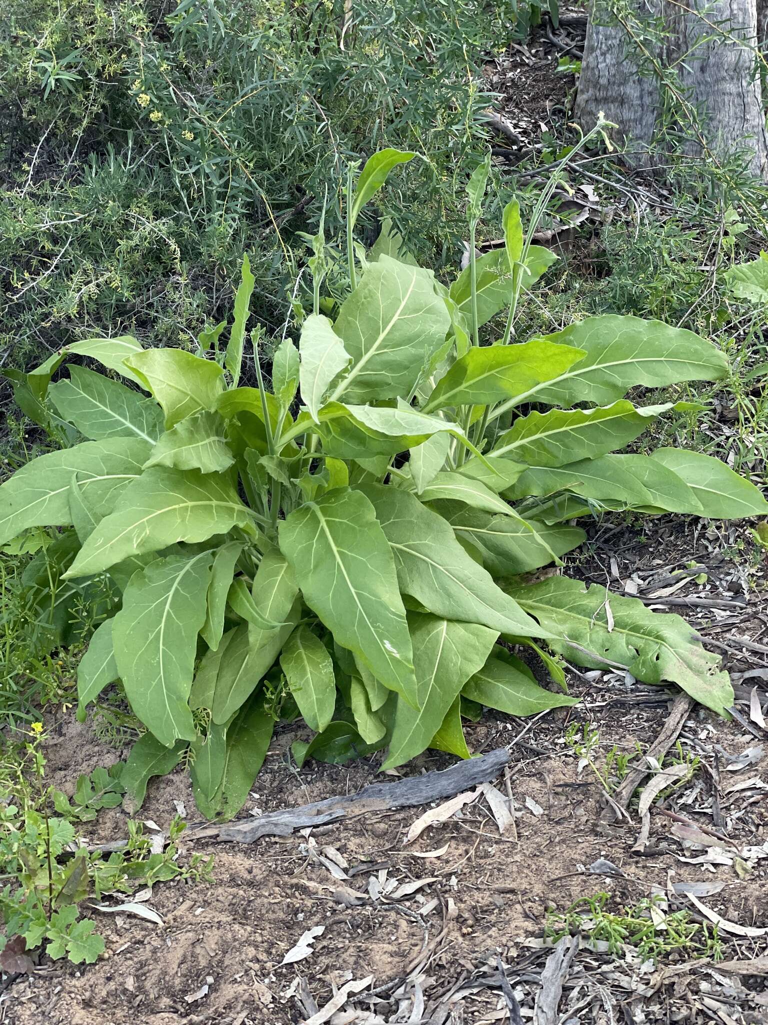 Nicotiana goodspeedii Wheeler的圖片