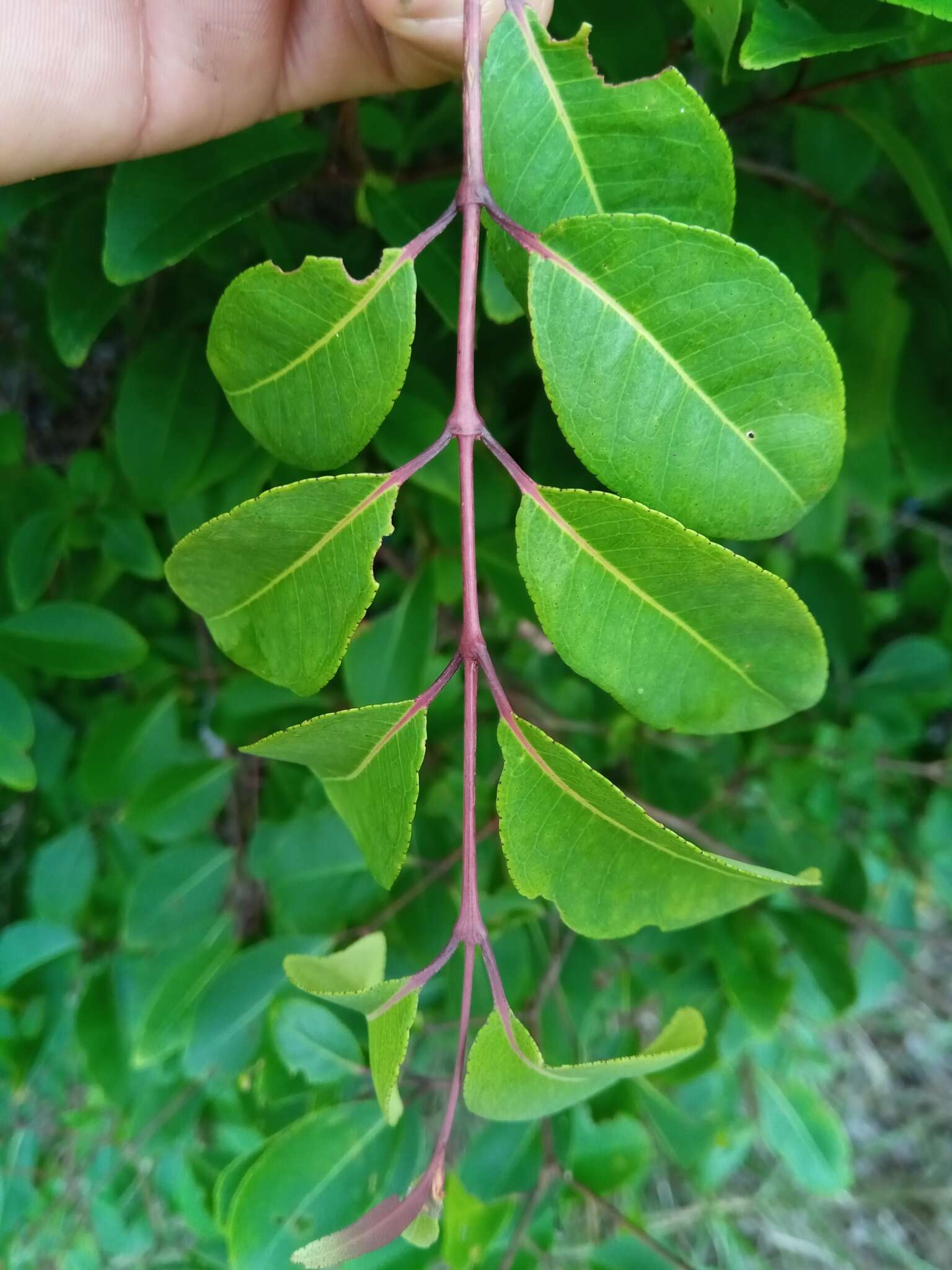 Image de Psorospermum malifolium Baker