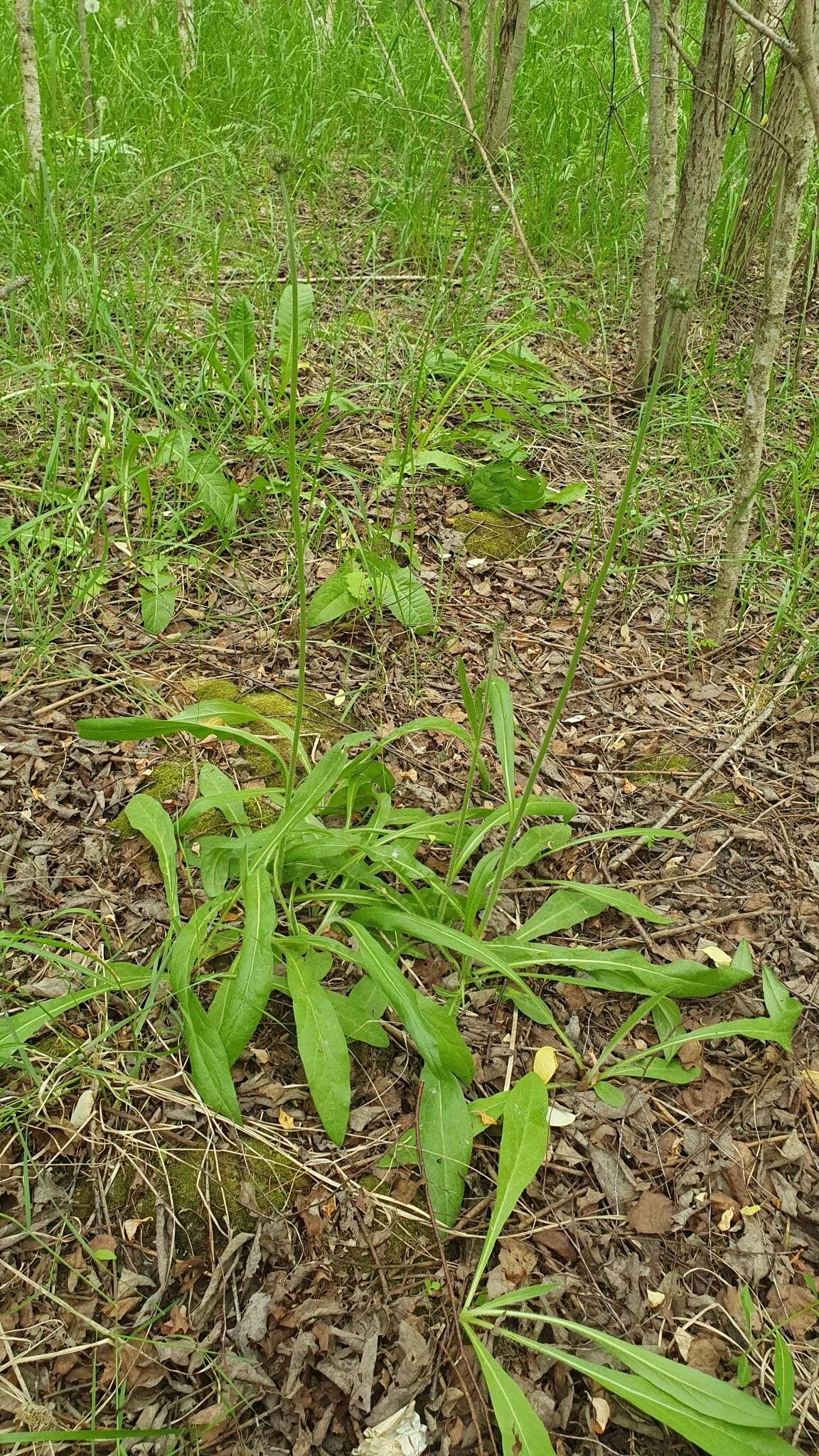 Image of Pilosella onegensis Norrl.