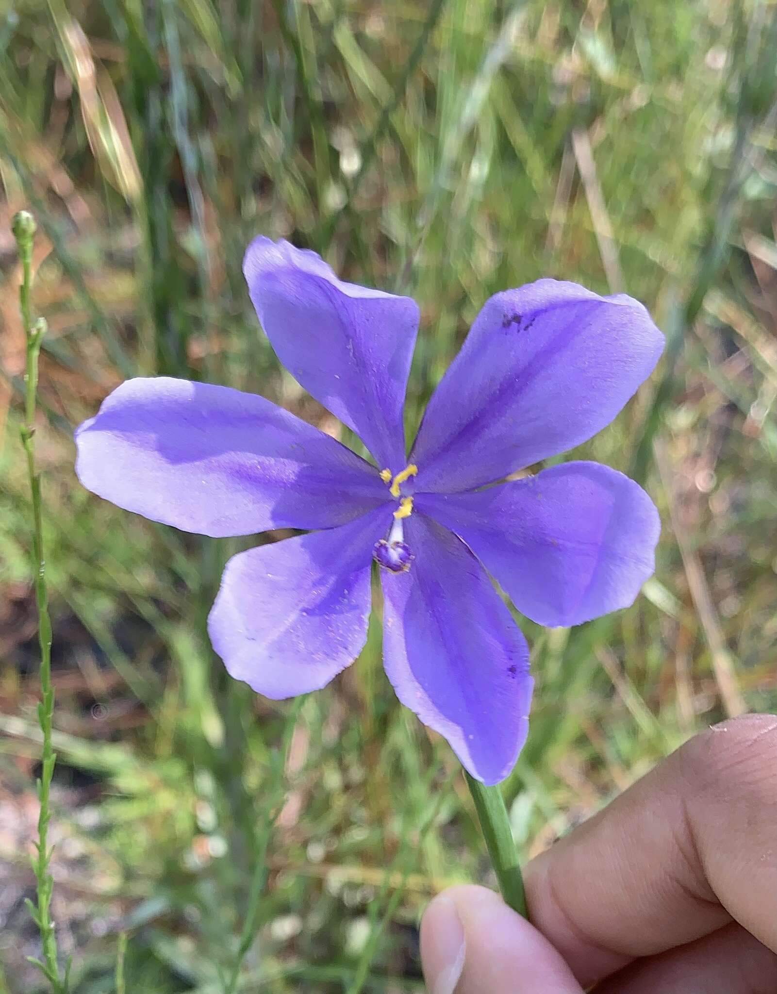 Imagem de Salpingostylis caelestina (W. Bartram) Small