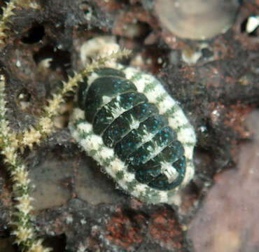 Image of Stenoplax petaloides (Gould 1846)