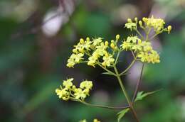 Image of Patrinia triloba var. palmata (Maxim.) Hara