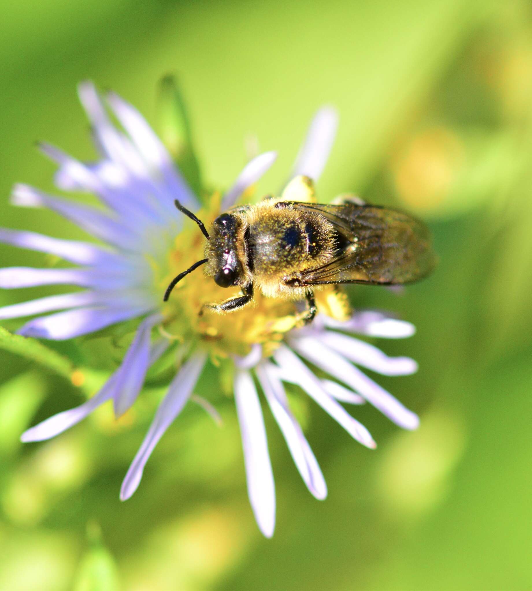 Image of Colletes compactus compactus Cresson 1868