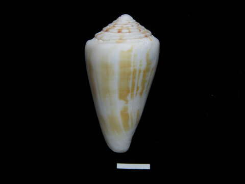 Image of Conus lischkeanus Weinkauff 1875