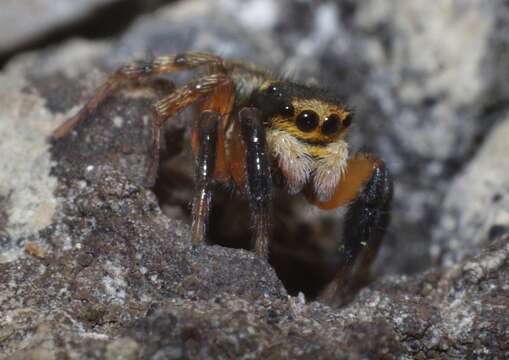 Слика од Euophrys sulphurea (L. Koch 1867)