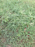 صورة Bothriochloa ischaemum (L.) Keng