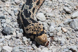 صورة Pituophis catenifer deserticola Stejneger 1893