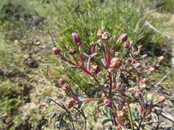 Image of Ruschiella lunulata (A. Berger) Klak