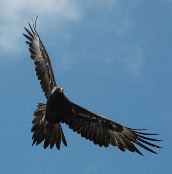 Image of Aquila audax fleayi Condon & Amadon 1954