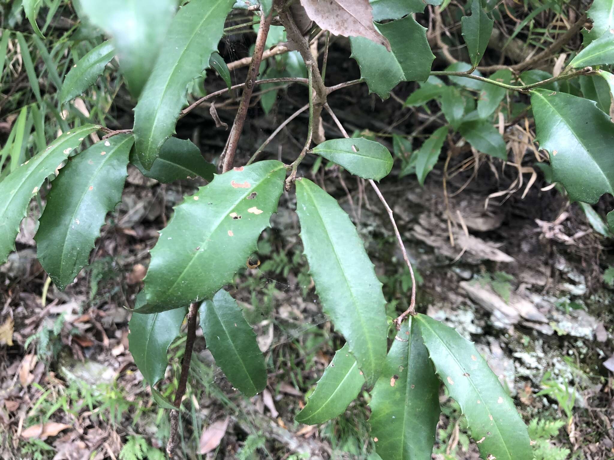 صورة Ardisia cornudentata Mez