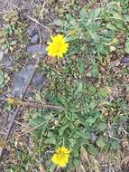 Image of Italian hawksbeard