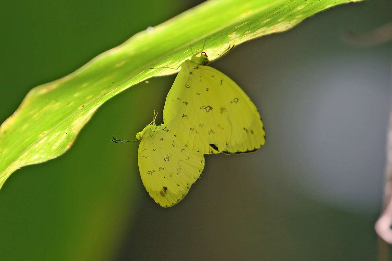 Image of <i>Eurema <i>floricola</i></i> floricola