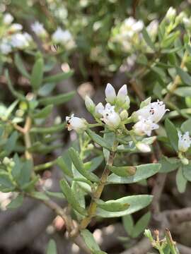 Image of Crassula sarcocaulis subsp. sarcocaulis