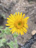 Image of Mexican alpinegold