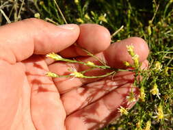 Image of Gutierrezia gilliesii Griseb.