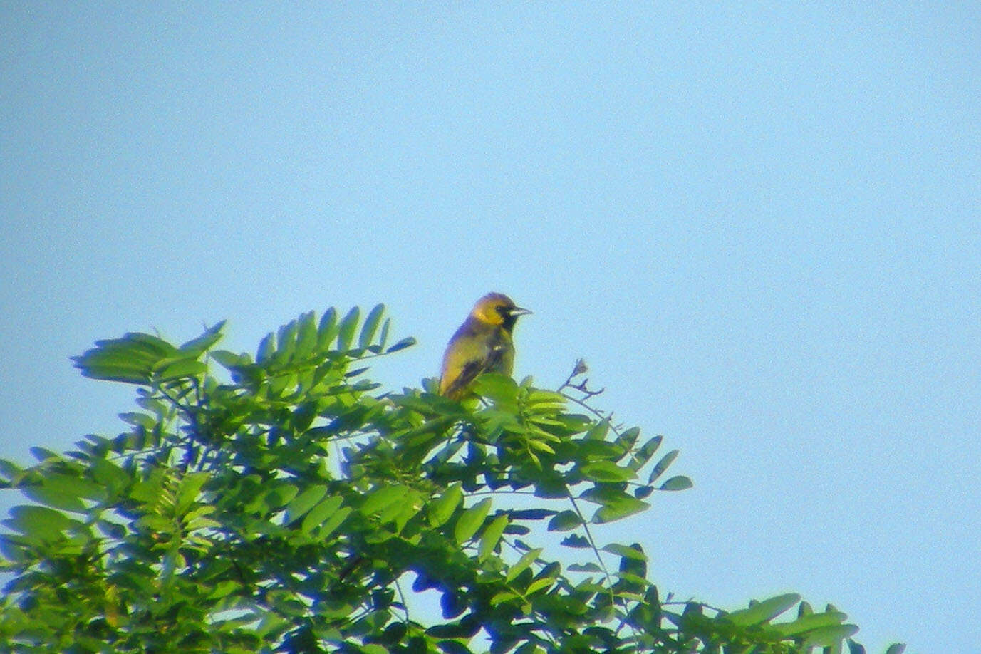 Image of Orchard Oriole